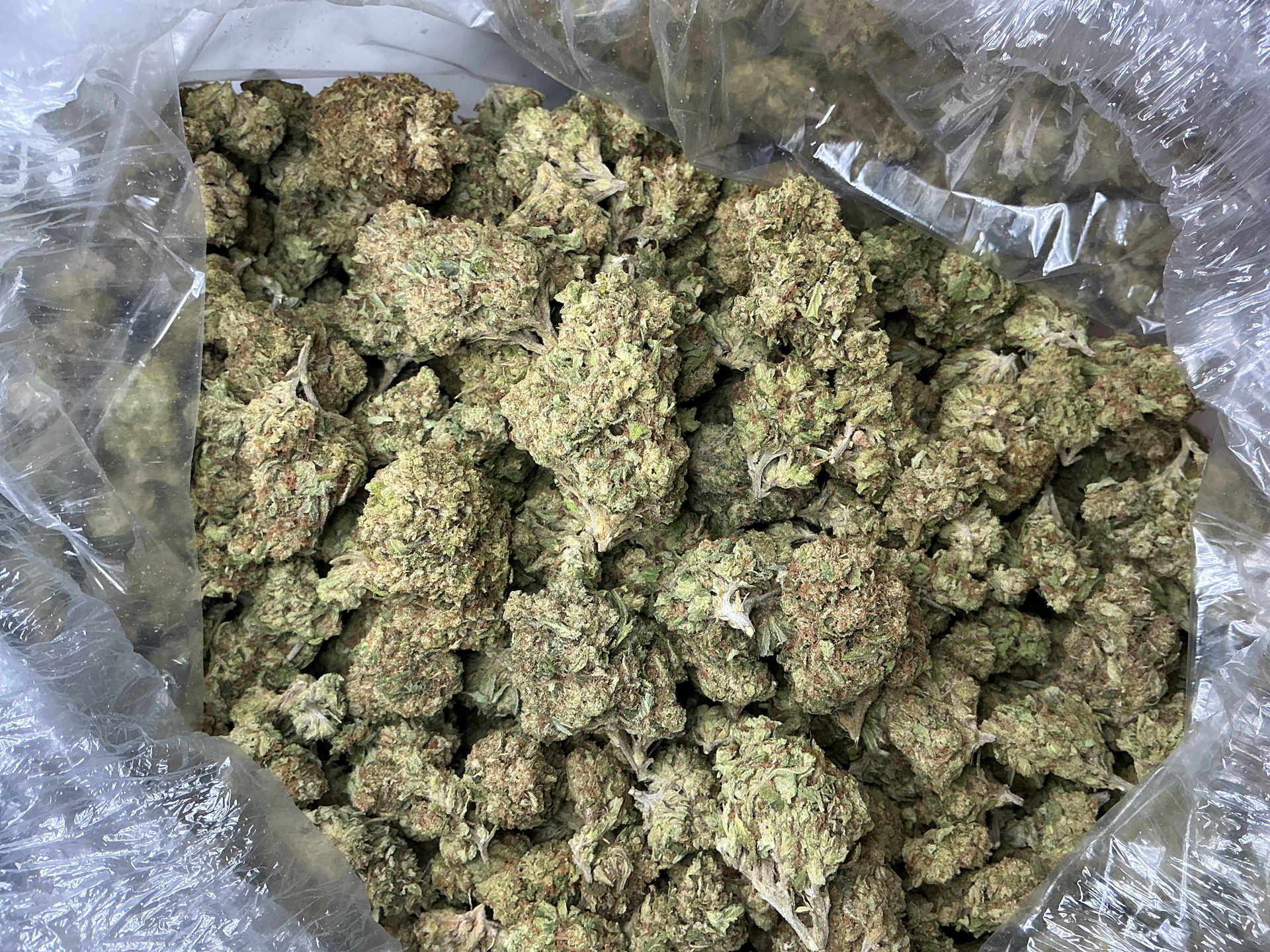 Dante Inferno THCa (Indoor) / 7 Grams (1/4)